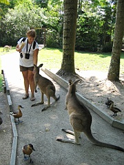 253 Wildlife Habitat Port Douglas